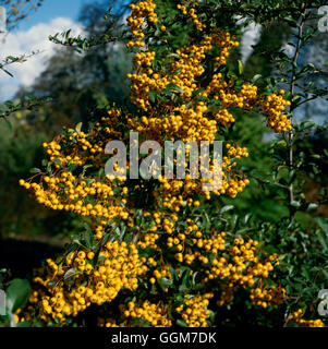 Pyracantha - `Soleil d'Or'   TRS028407 Stock Photo